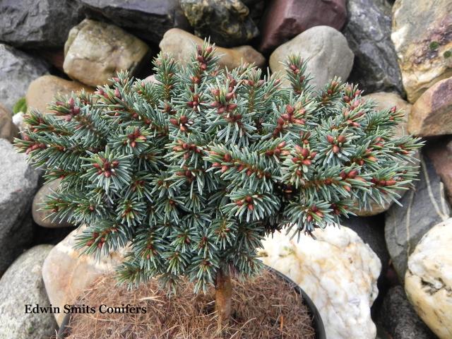 Picea mariana 'By Accident'